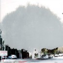 ficus #1 [s. dunsmuire ave. at wilshire blvd.]