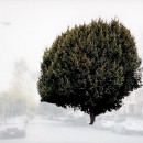 ficus #2 [s. van ness ave. at w. 6th st.]