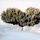 ficus #3 [n. dillon st. at w. temple st.]