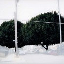 ficus #4 [n. vendome st. at council st. I]