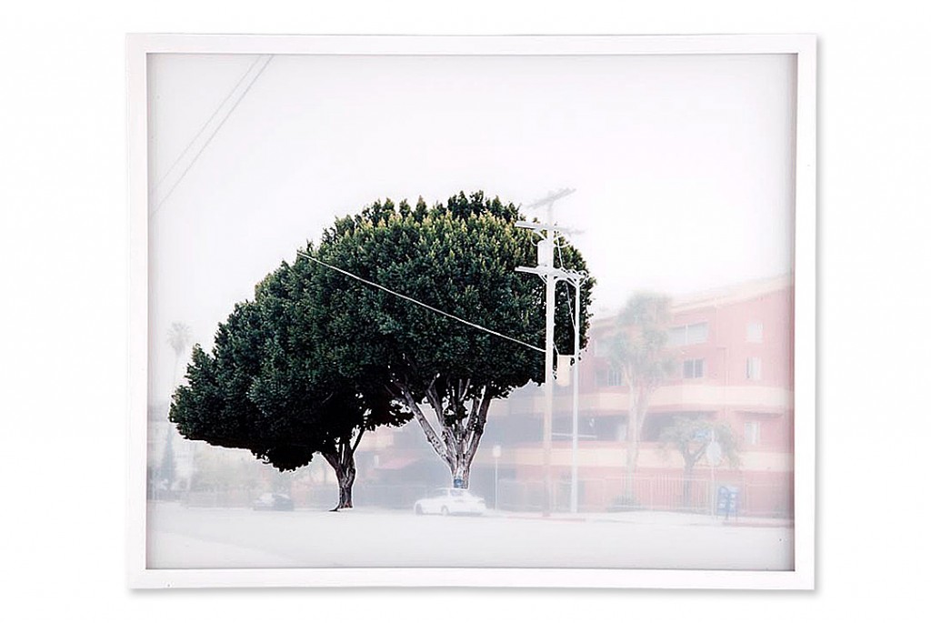 ficus #6 [w. temple st. at n. vendome st.]