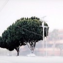 ficus #6 [w. temple st. at n. vendome st.]