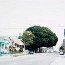 ficus #9 [w. temple st. at laveta ter.]